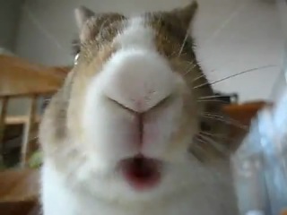 cute bunny eating banana