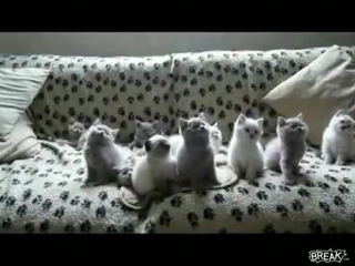 positive, the kittens are having a blast