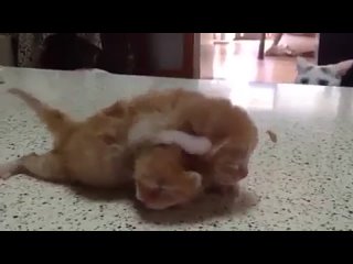 dad teaches kittens to fight)